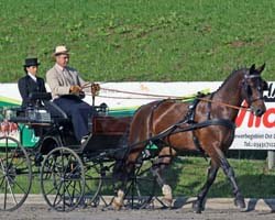Sächsische Meisterschaft der Einspänner Fahrpferde: Clarissa vom Wilisch, Schweres Warmblut v. Sir Charles / Black Horse (Züchter: Bernd Oehmischen, Kreischa, Besitzer: Susanne Seifert, Ullersdorf, Fahrer: Tino Seifert, Zuchtgebiet: Sachsen-Thüringen). Foto: Peter Tendler Sächsische Meisterschaft der Einspänner Fahrpferde: Clarissa vom Wilisch, Schweres Warmblut v. Sir Charles / Black Horse (Züchter: Bernd Oehmischen, Kreischa, Besitzer: Susanne Seifert, Ullersdorf, Fahrer: Tino Seifert, Zuchtgebiet: Sachsen-Thüringen). Foto: Peter Tendler
